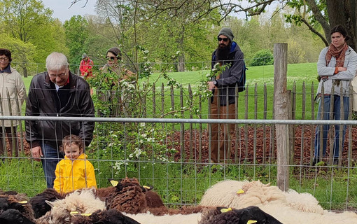 Tonte des moutons dans le parc de Sceaux