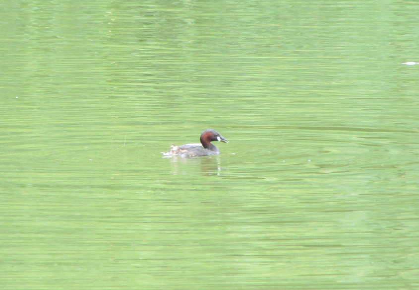 D&eacute;couverte des oiseaux du parc de Sceaux