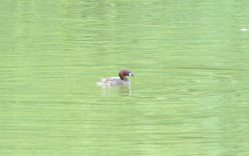Agenda nature