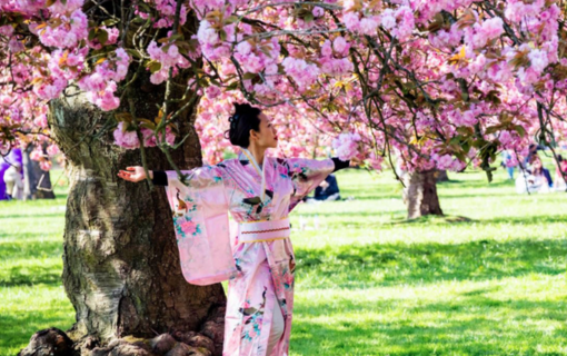 Affiche Hanami 2026 pr&eacute;sentant la floraison des cerisiers du 4 au 19 avril, avec des sakura roses en pleine floraison et les dates de l&rsquo;&eacute;v&eacute;nement mises en avant.