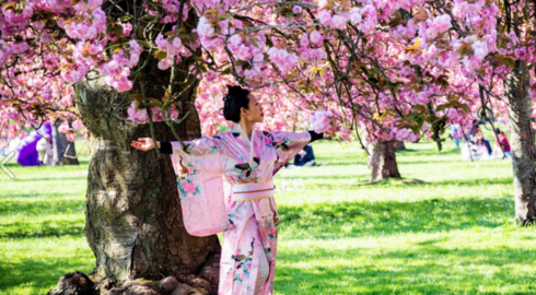 Affiche Hanami 2026 pr&eacute;sentant la floraison des cerisiers du 4 au 19 avril, avec des sakura roses en pleine floraison et les dates de l&rsquo;&eacute;v&eacute;nement mises en avant.