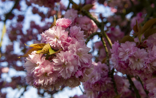 Les cerisiers japonais en fleurs 