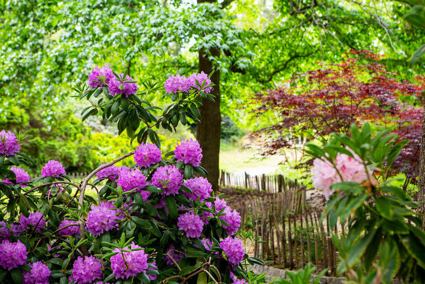 le jardin de collection du parc départemental André-Malraux