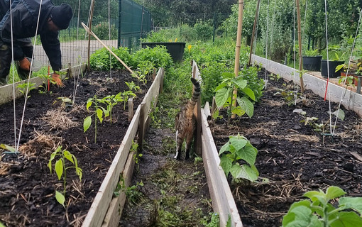Potager