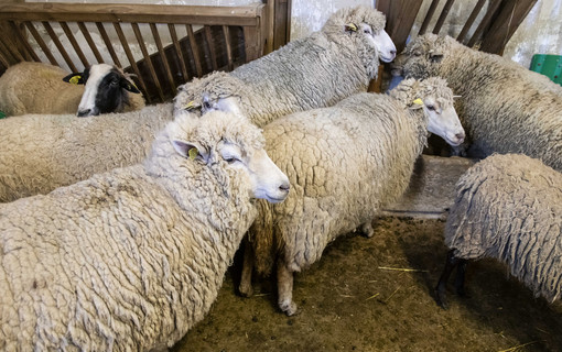 Ferme des Chanteraines