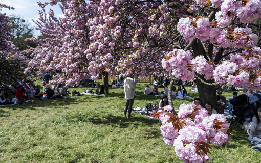 Hanami 2025