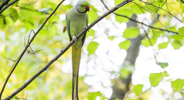 Perruches &agrave; collier, oiseaux