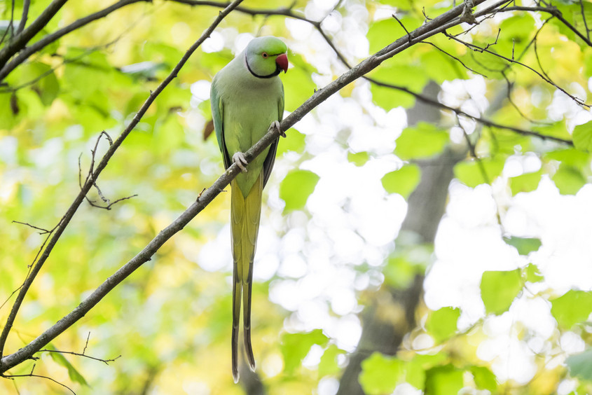 Perruches &agrave; collier, oiseaux
