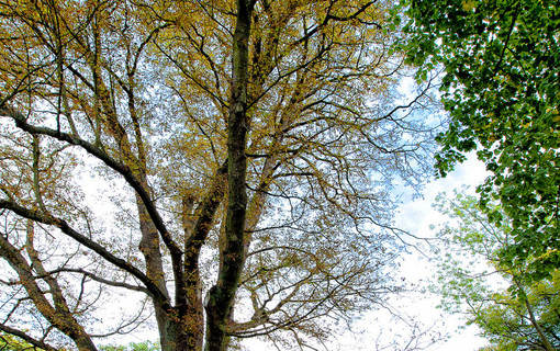 Les arbres remarquables des Hauts-de-Seine