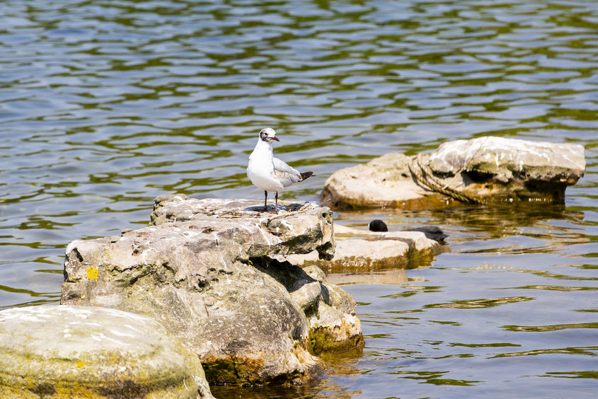 Oiseaux LPO Parc des Chanteraines