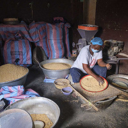 Une femme trie à travers un tamis des graines de soja