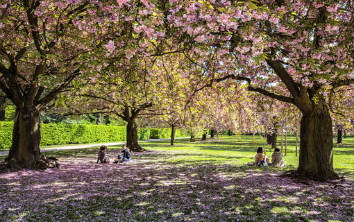 Les cerisiers japonais en fleurs 