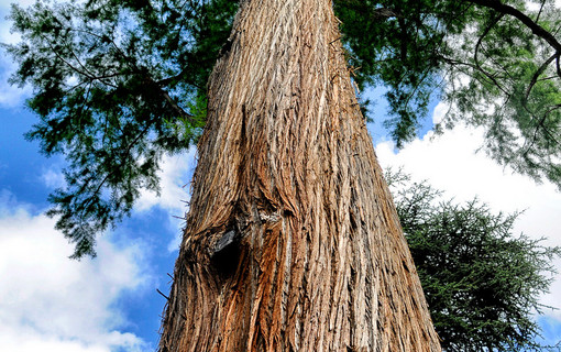 Les arbres remarquables des Hauts-de-Seine