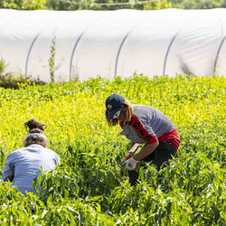 Des ouvrières agricoles cultivent légumes et plantes aromatiques 