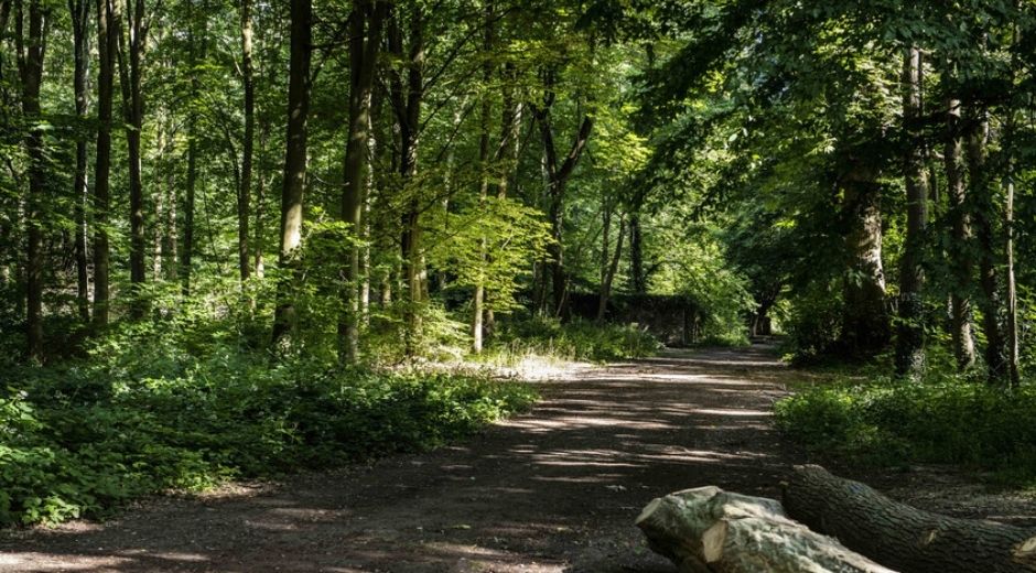 Vue au coeur de la forêt de Meudon dans les Hauts-de-Seine