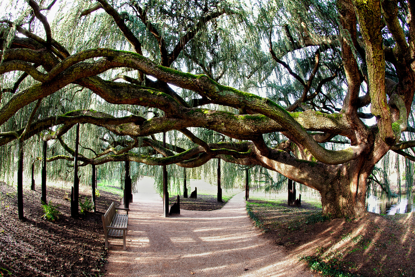 CEDRE PLEUREUR DE L’ARBORETUM, CHATENAY-MALABRY